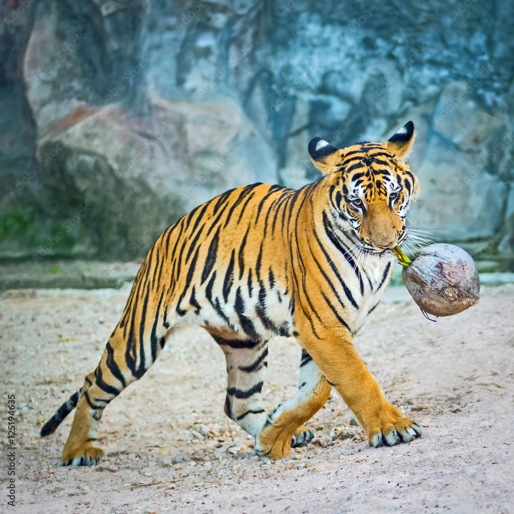 Obraz premium Tiger