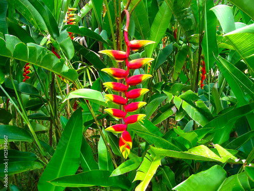 Heliconia Pendula - Hanging Crab Claw Flower photo