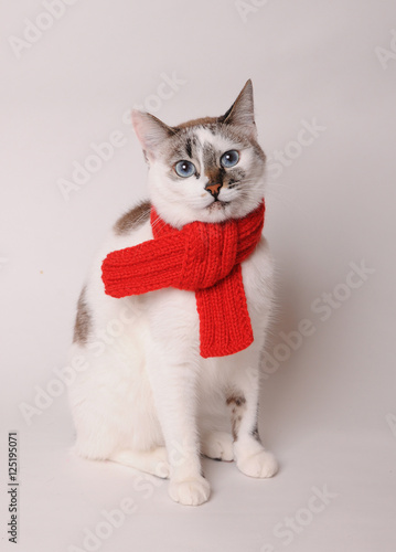 Blue-eyed cat wearing a red knitted scarf on a light background