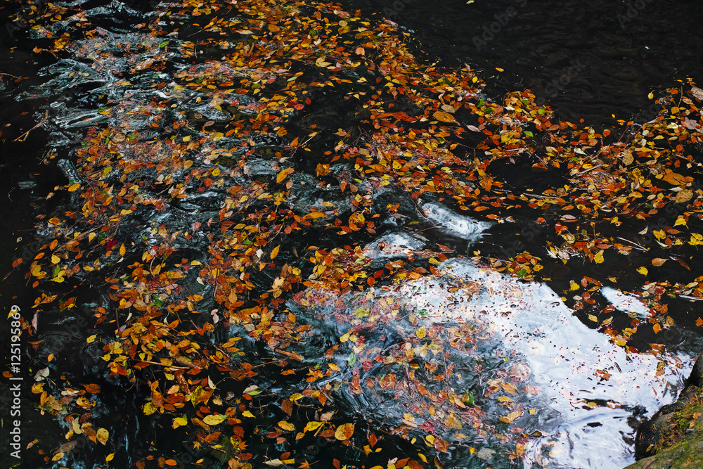 Autumn leaves in Akame Falls Nabari Mie Japan Autumn leaves in Akame Falls Nabari Mie Japan