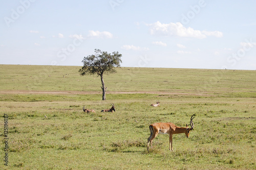 Impalas - Masai Mara - Kenya