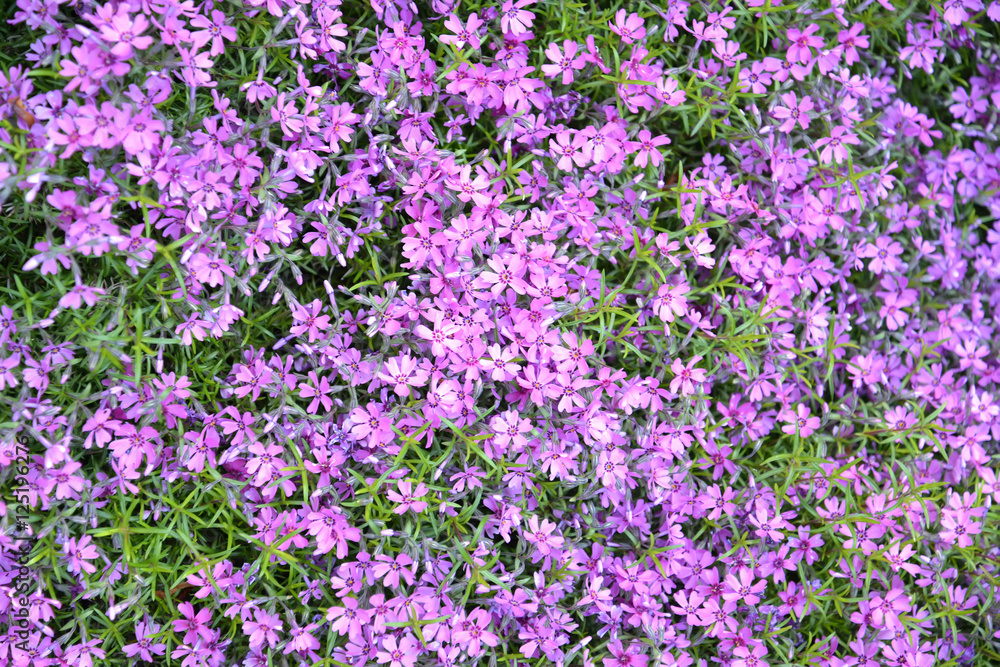 The blossoming phlox awl-shaped (Phlox subulata L.), background The blossoming phlox awl-shaped (Phlox subulata L.), background