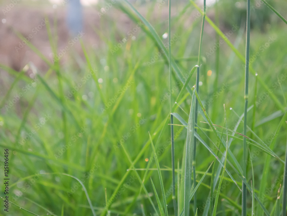 Green grass with dew in the morning day for background Green grass with dew in the morning day for background