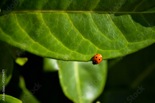 Ladybird on a leaf