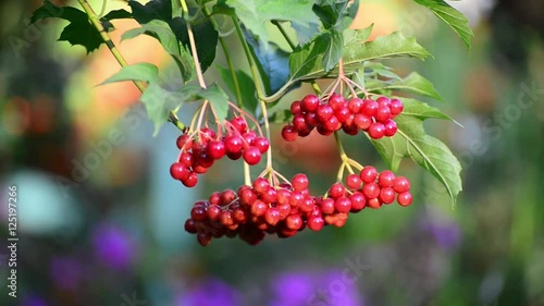 Ripe viburnum berries in late summer