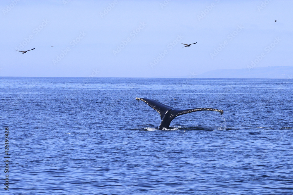 Fototapeta premium Queue de baleine grise
