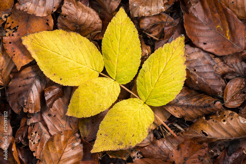 Fall foliage