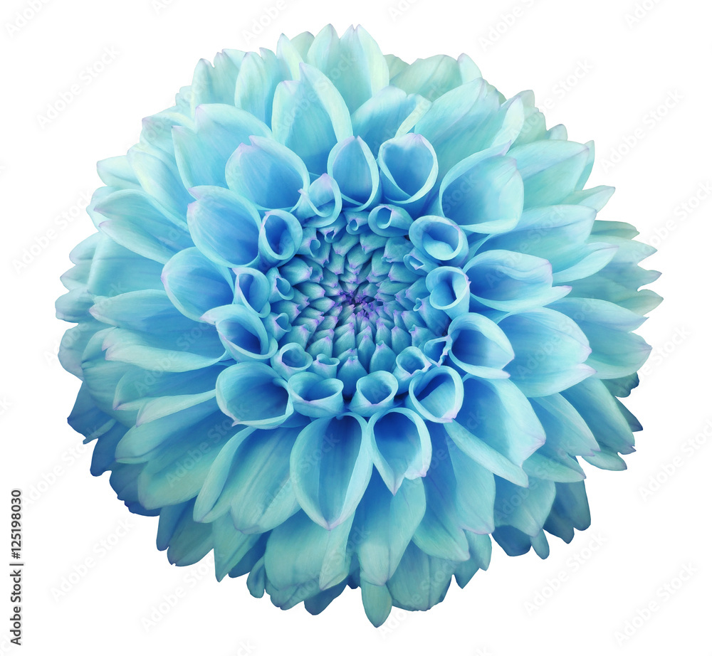 turquoise Dahlia  flower, white  background isolated  with clipping path.  Closeup.  with no shadows.  Macro. Nature.