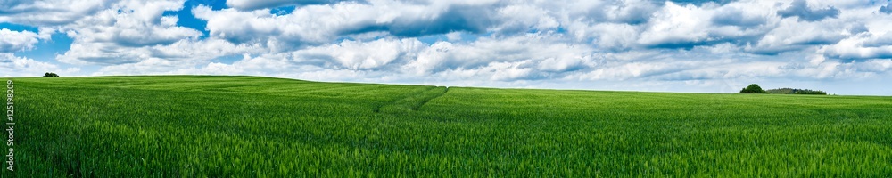 grünes Getreidefeld mit Wolken als Panorama