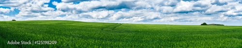 gr  nes Getreidefeld mit Wolken als Panorama