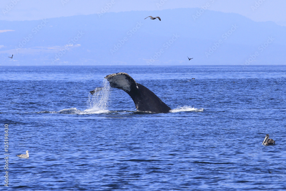 Fototapeta premium Queue de baleine grise