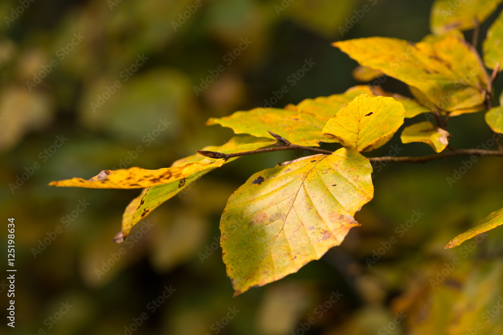 Fall foliage Fall foliage