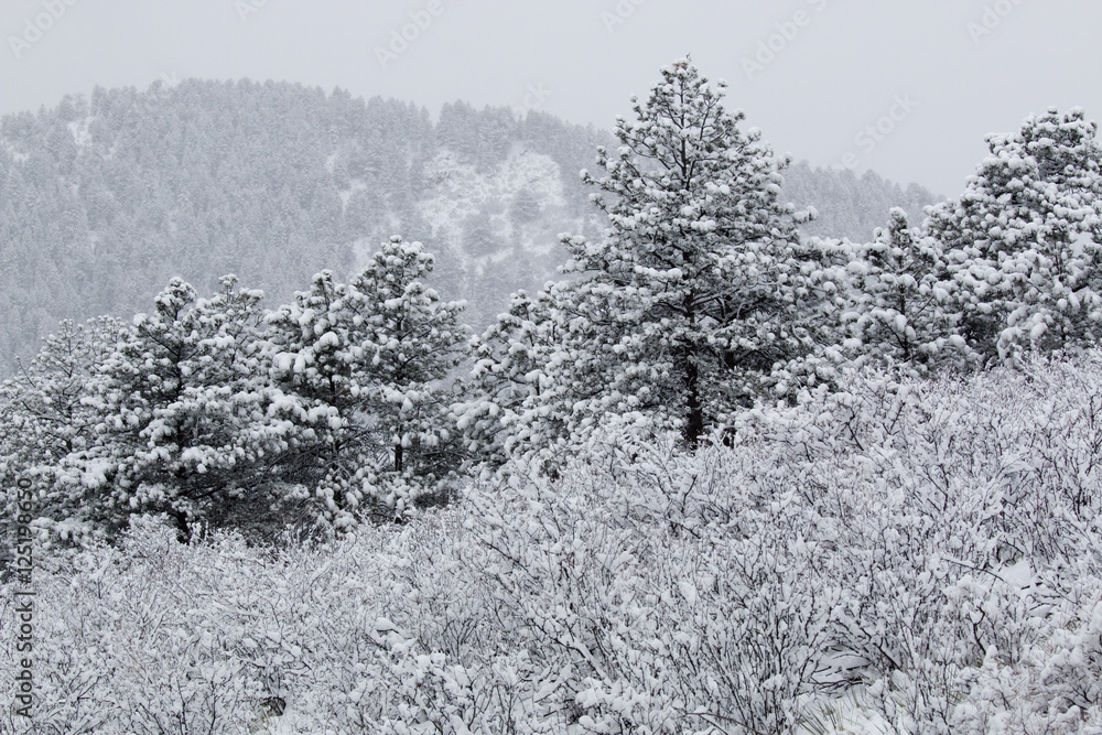 Snowstorm in the Pike National Forest Snowstorm in the Pike National Forest