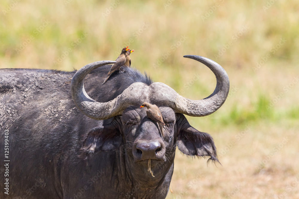 African buffalo watching with oxpecker on its head African buffalo watching with oxpecker on its head