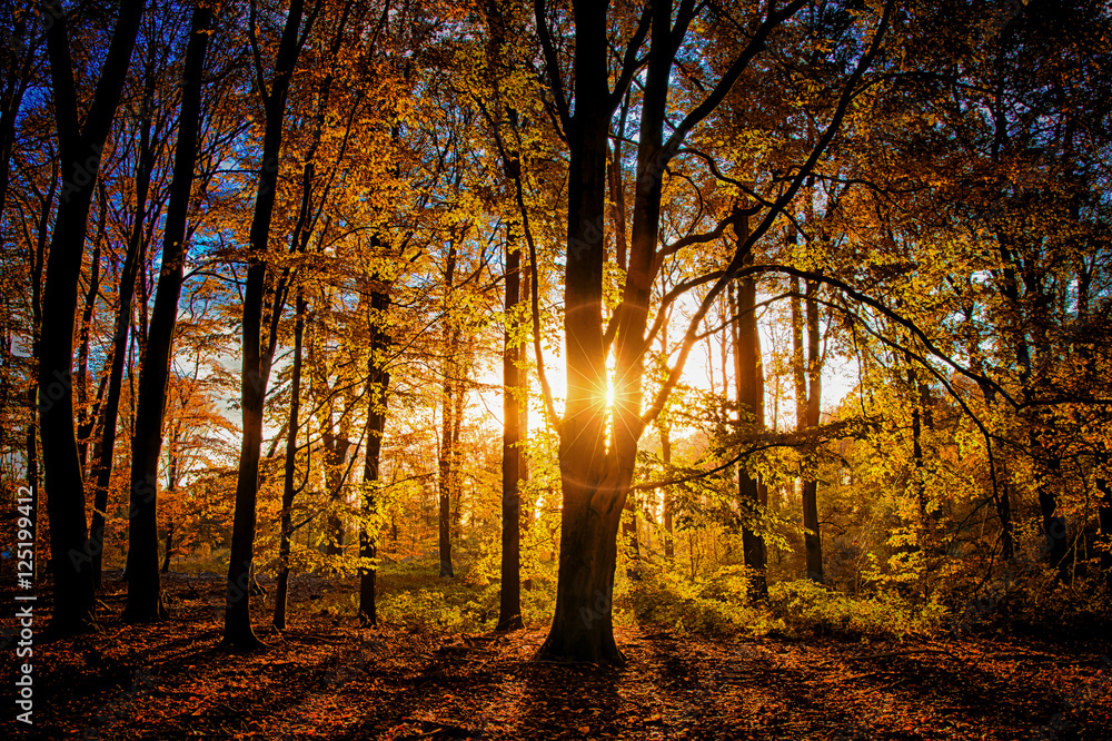 Fototapeta premium Tree in Autumn