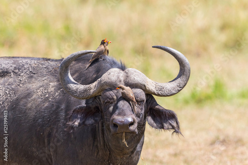 African buffalo watching with oxpecker on its head