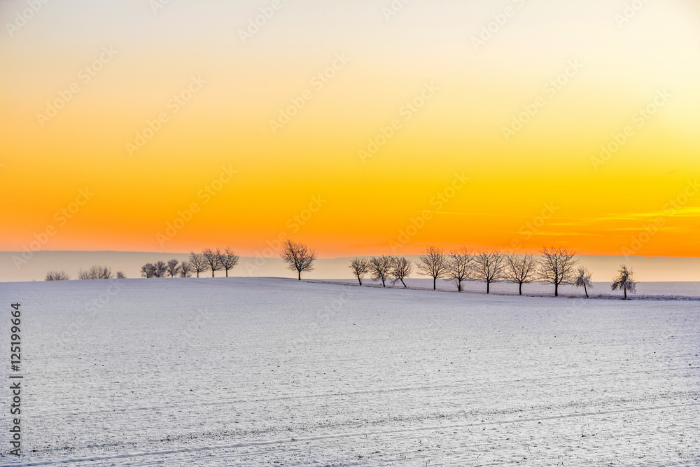 Fotobehang Oranje winter landscape with tree alley  in sunset #125199664