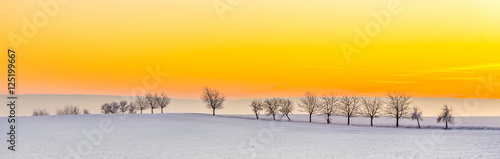 winter landscape with tree alley  in sunset