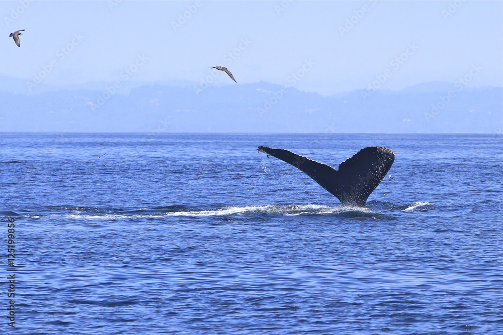 Fototapeta premium queue de baleine grise