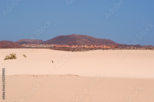 Fuerteventura  Isole Canarie  le dune di sabbia del parco naturale di Corralejo il 29 agosto 2016  11 chilometri di dune formatesi dalla sabbia del Sahara portata dal vento