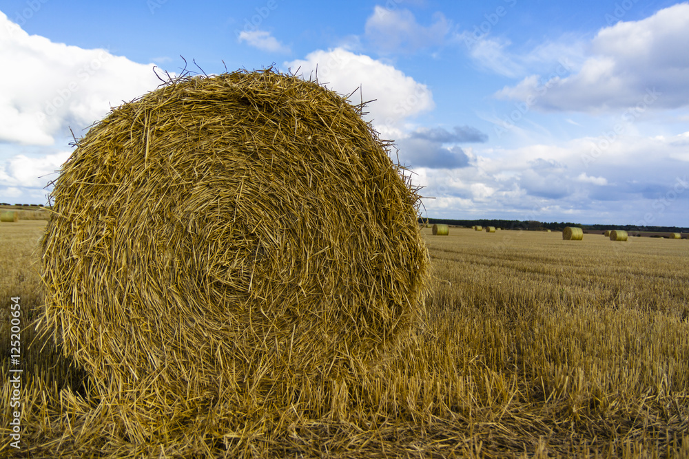 Scottish landscape of hay drums 