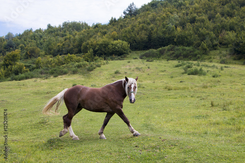 Lonely horse is walking on the meadow on a background of mountains