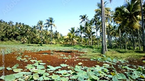 Backwaters and swamps of Kerala. Pond is completely overgrown with Salvinia and Nardosmia
 photo