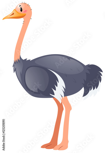 Ostrich standing on white background