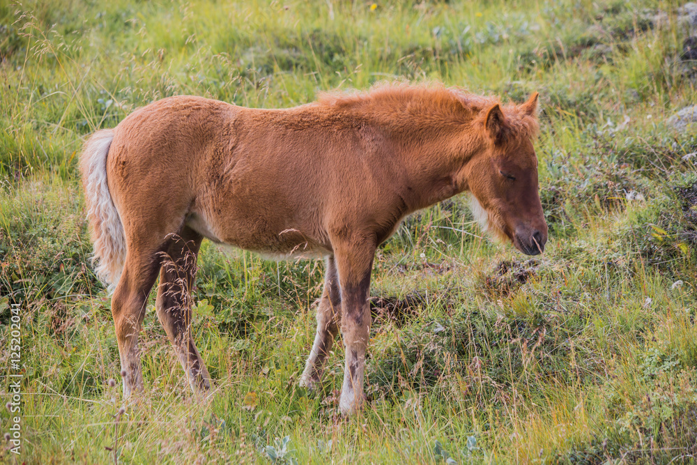 Fototapeta premium Icelandic horse on a green field
