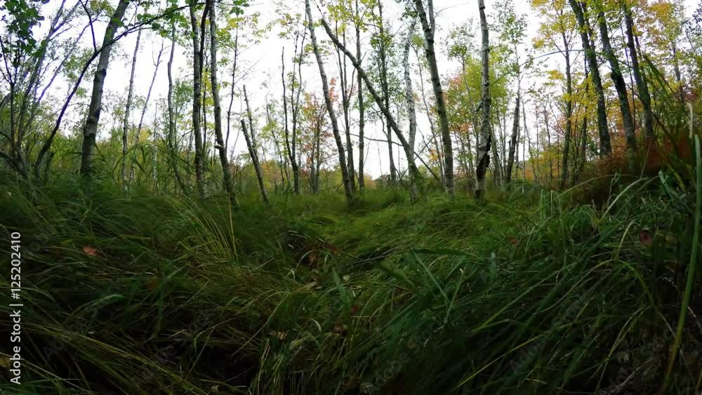 Walking inside forest and grass land part 2 Walking inside forest and grass land part 2