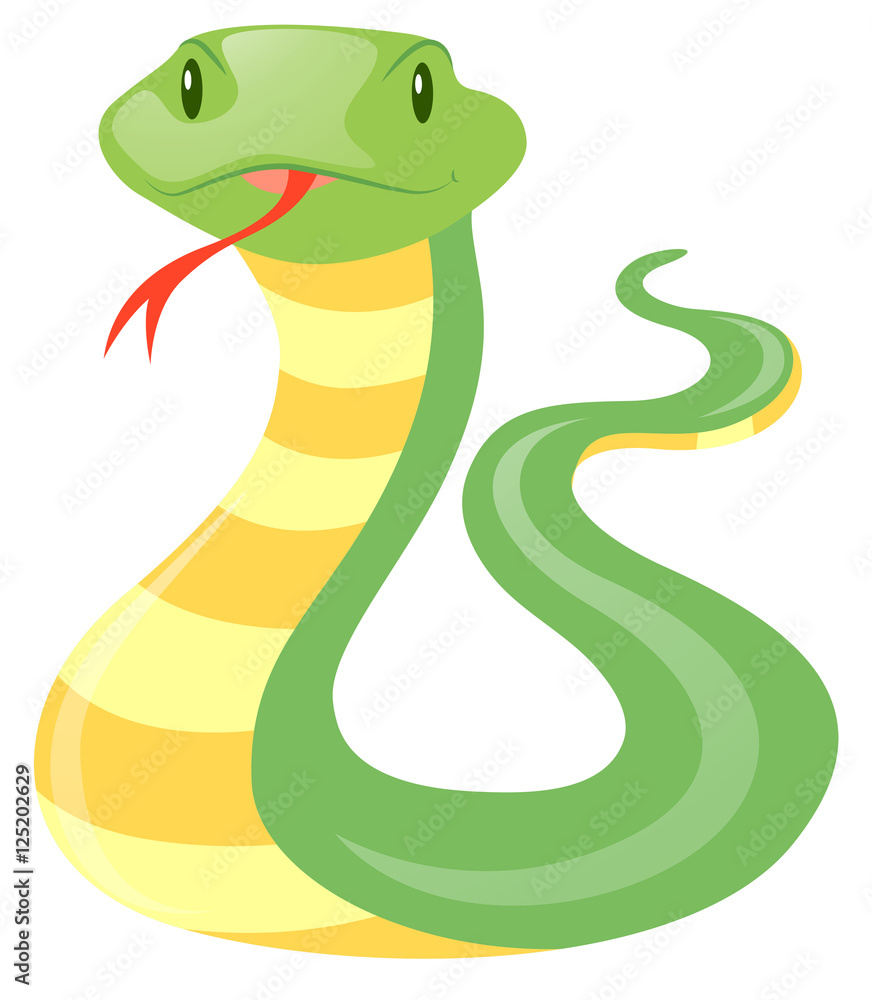 Fototapeta premium Green snake on white background