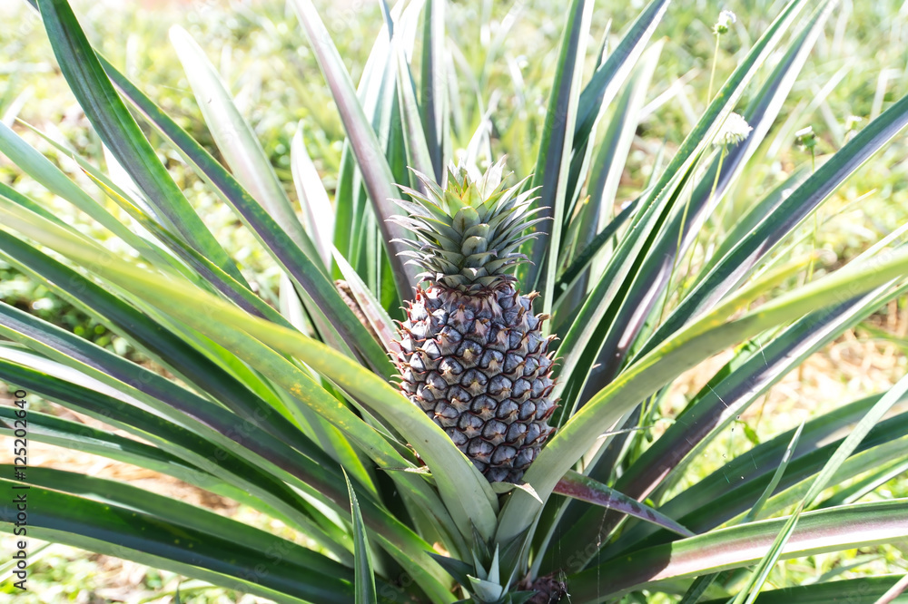 Pineapples are grown in Prachuap Khiri Khan Thailand. Stock Photo