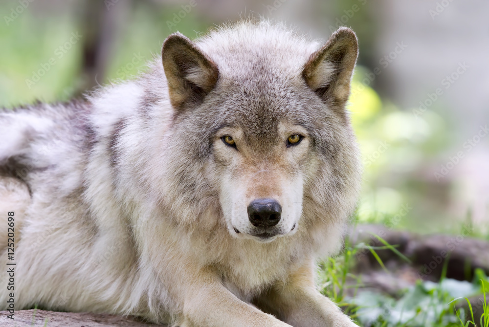 Timber wolf or Grey Wolf (Canis lupus) closeup looking at the camera in Canada
