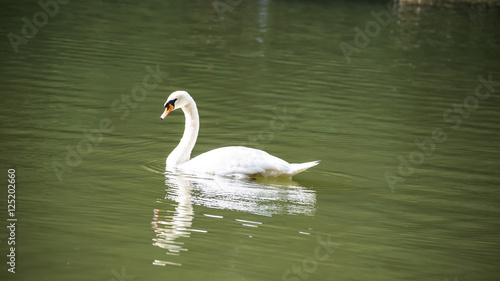 close uo of white swan