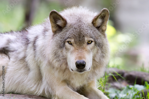 Timber wolf or Grey Wolf  Canis lupus  closeup looking at the camera in Canada