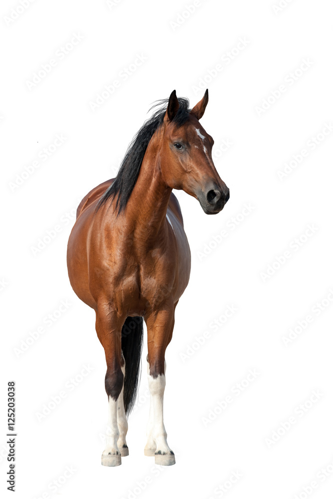 Obraz premium Zatoka konia pozycja odizolowywająca na białym tle