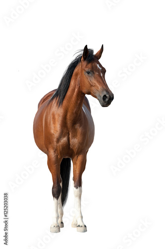 Obraz na plátně Bay horse standing isolated on white background
