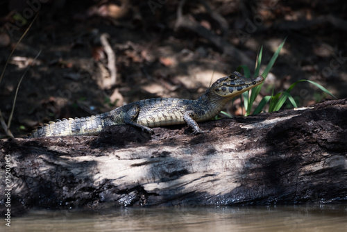 Yacare caiman on dead log beside river