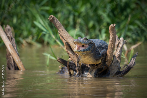 Yacare caiman on dead logs opening mouth