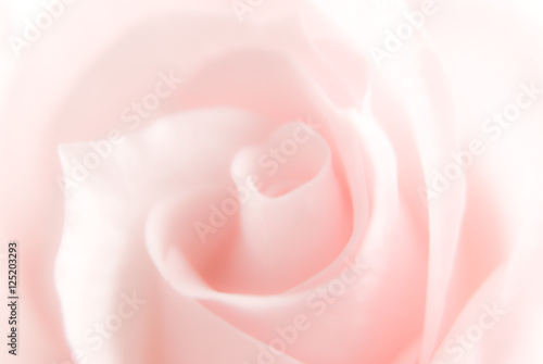 Pink rose out of focus