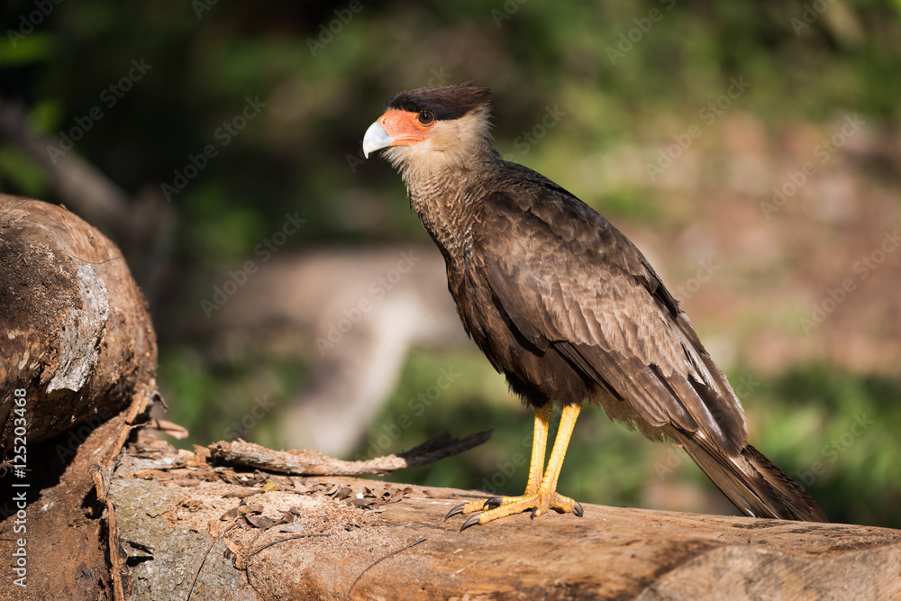 Obraz premium Southern crested caracara on log in sunshine
