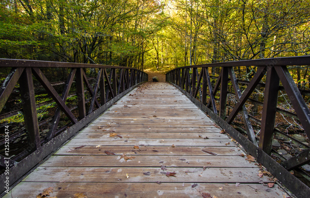 Fototapeta premium Autumn Hike In The Great Smoky Mountains National Park. Footbridge along a trail in the Great Smoky Mountains with autumn foliage as the background. Gatlinburg, Tennessee.