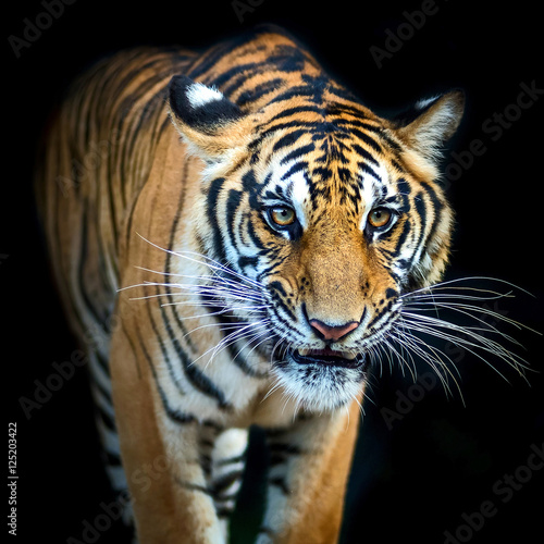Tiger © ake