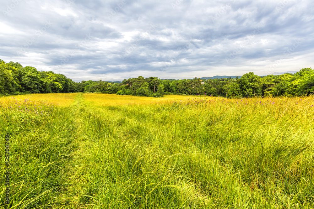 Beautiful field in Wienerwald near Vienna, Austria Beautiful field in Wienerwald near Vienna, Austria