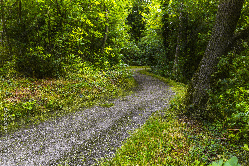 Footpath in green forest of Wienerwald near Vienna Footpath in green forest of Wienerwald near Vienna