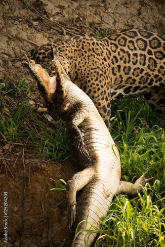 Jaguar pulling dead yacare caiman along bank