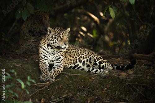 Jaguar lying under trees on shady bank