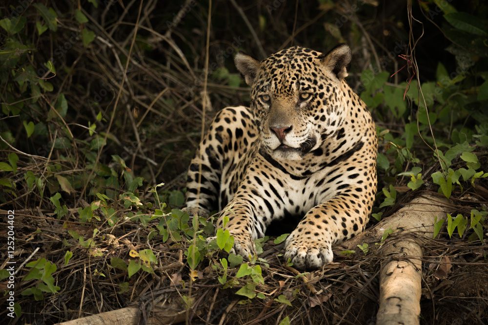 Obraz premium Jaguar lying beside log on overgrown bank