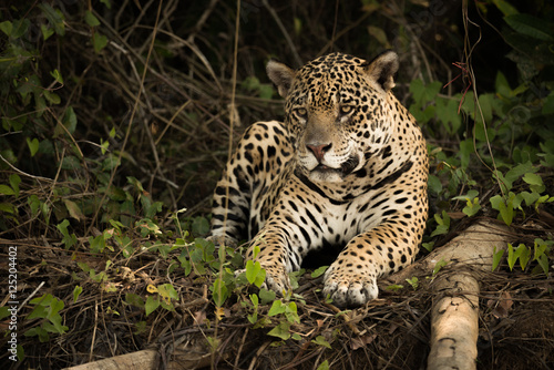 Jaguar lying beside log on overgrown bank