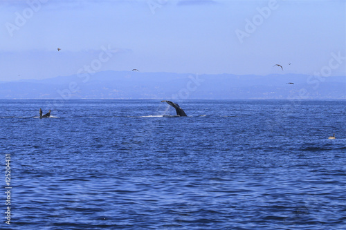 queue de baleine grise